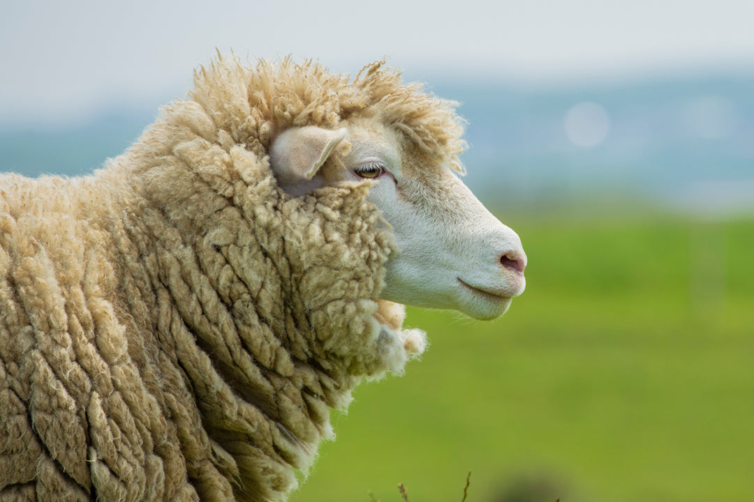 MWOBS Sheep Minus33 Merino Wool