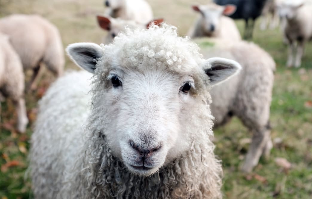 Sheep looking at the camera with a field and a herd behind it