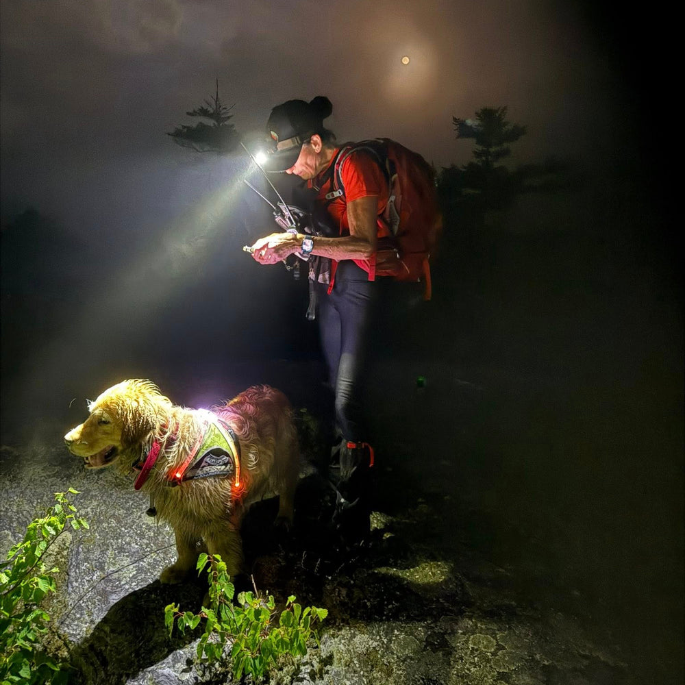 Golden search & rescue dog Minus33 sar program
