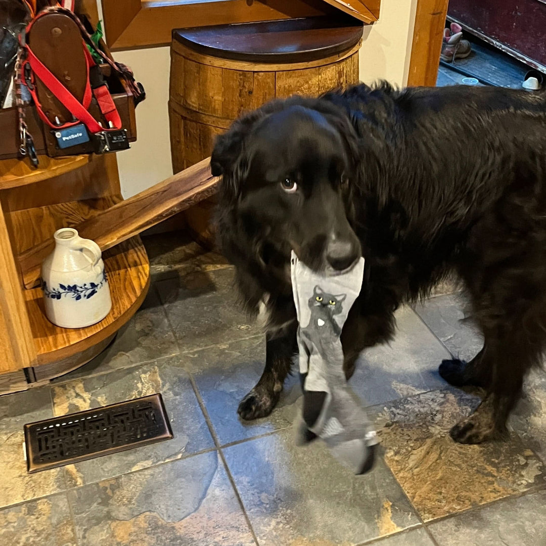 Loki the dog holding a pair of merino wool nimbus cat socks