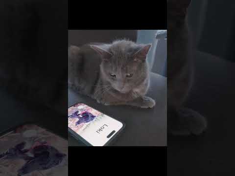 Nimbus the summit cat on a pair on New Hampshire made merino wool socks